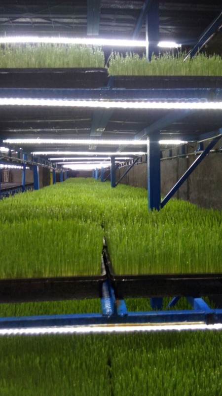 کشت علوفه هیدروپونیک