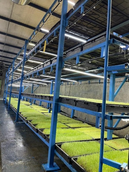 کشت علوفه هیدروپونیک