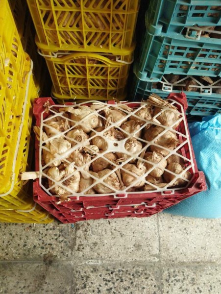 تولید و پخش سیر سیاه