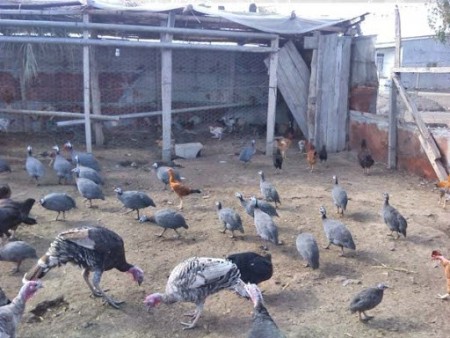Sale of sperm eggs of chickens, turkeys, pheasants, talus, geese and geese