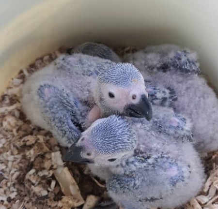 Casco parrot sperm # Dutch bride # King parrot # Cockatoo