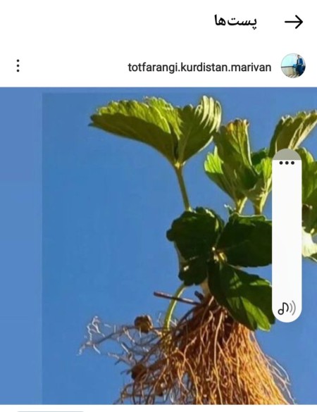 نشا توت فرنگی