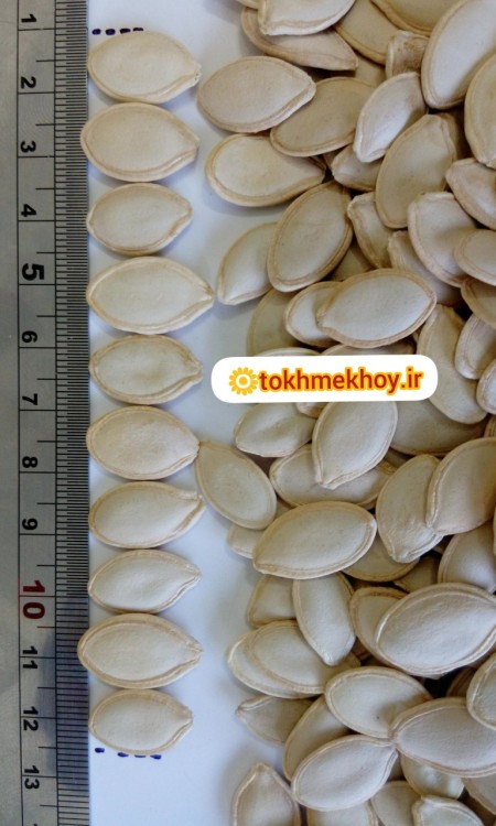 تخمه کدو آجیلی درجه یک