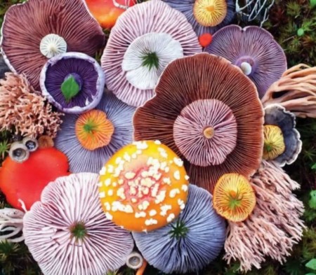 تولید قارچ دنبلان (ترافل)