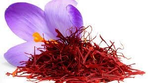 Profitable cultivation of saffron