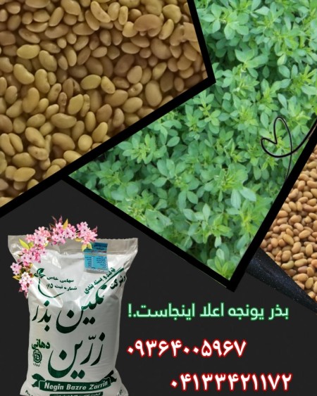 Sale of alfalfa seeds without middleman with factory direct shipment