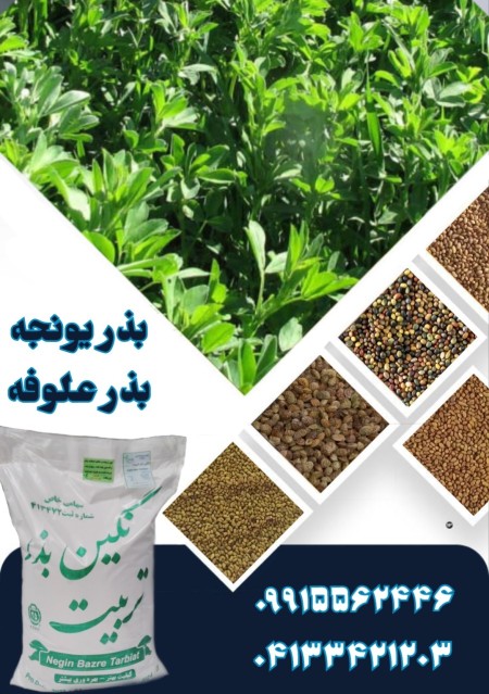 فروش بذر یونجه فروش بذر علوفه