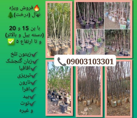 Sale of tall perennial trees in Ben 15 and Ben 20 - especially for municipal crimes