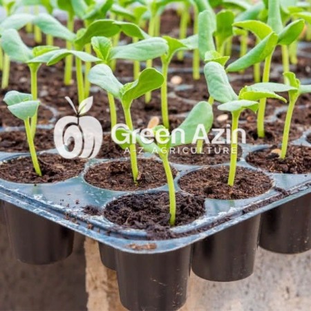 Special sale and export of all kinds of seedling trays