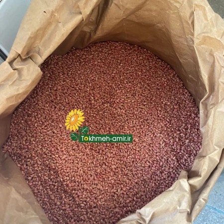 بذرگندم هیبرید