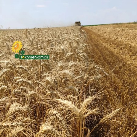 بذرگندم هیبرید