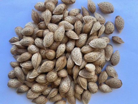 بادام محب: منقا: پوست کاغذی