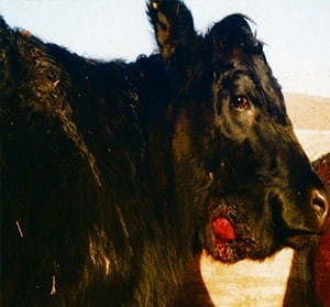 بتادیپ؛ ضدعفونی کننده زخم دامی