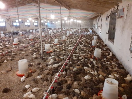Hirkan Kouhistan quail breeding complex