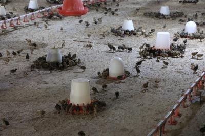 Hirkan Kouhistan quail breeding complex