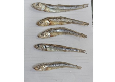 Sale of dry fish for export