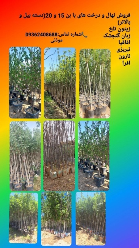 Nursery of fruit and ornamental trees of 15, 20 and Tehran and Karaj varieties