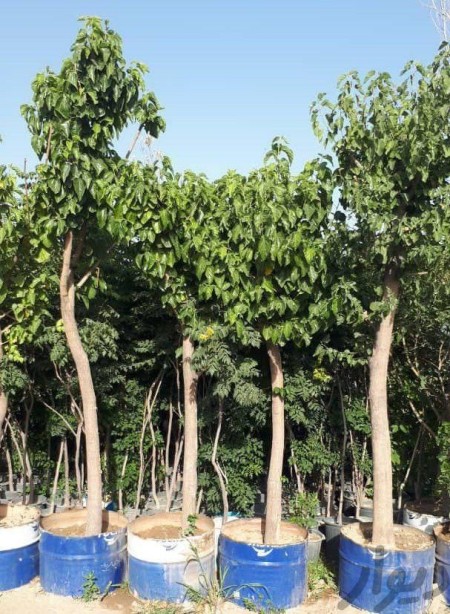 مشتل أشجار الفاکهة وأشجار الزینة 15 و 20 وأصناف طهران وکرج