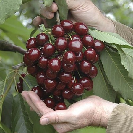 The price of a single seed cherry tree in Mashhad
