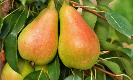 The price of Spadana pear tree, Anjou red pear seedling, Dergazi pear seedling in Nehalino collectio ...