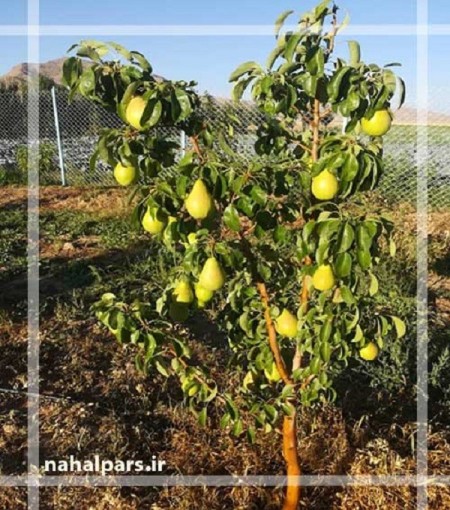 احداث باغ میوه ، آموزش اصولی احداث باغ تجاری میوه