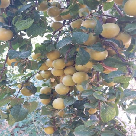 Selling a garden with a newly built garden house