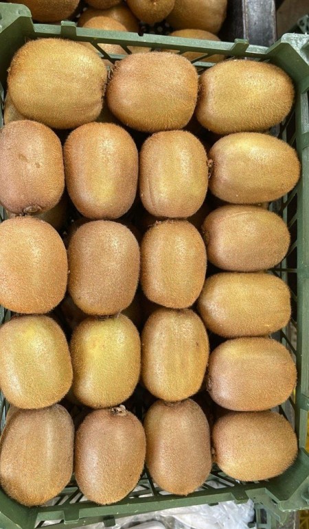 کیوی صادراتی درجه یک محصول امسال باغات تالش