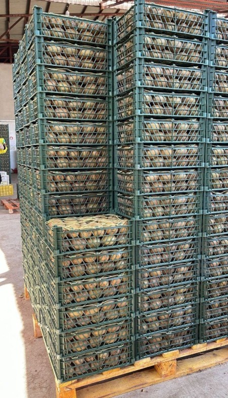 کیوی صادراتی درجه یک محصول امسال باغات تالش