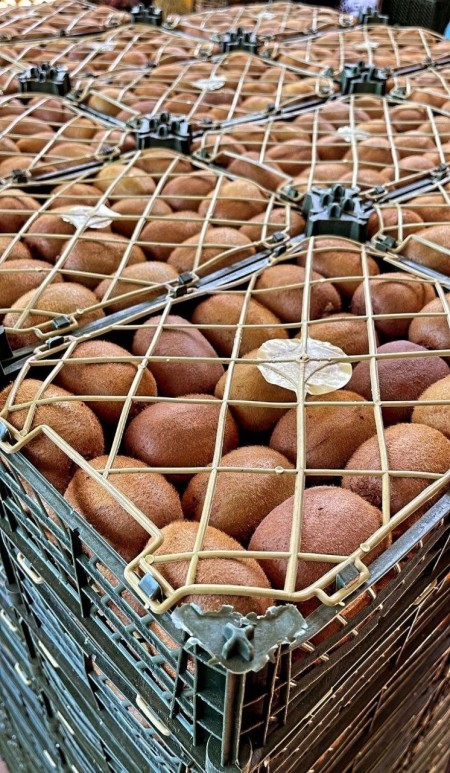 کیوی صادراتی درجه یک محصول امسال باغات تالش