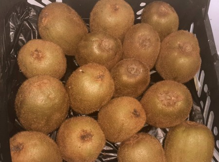 کیوی صادراتی درجه یک محصول امسال باغات تالش