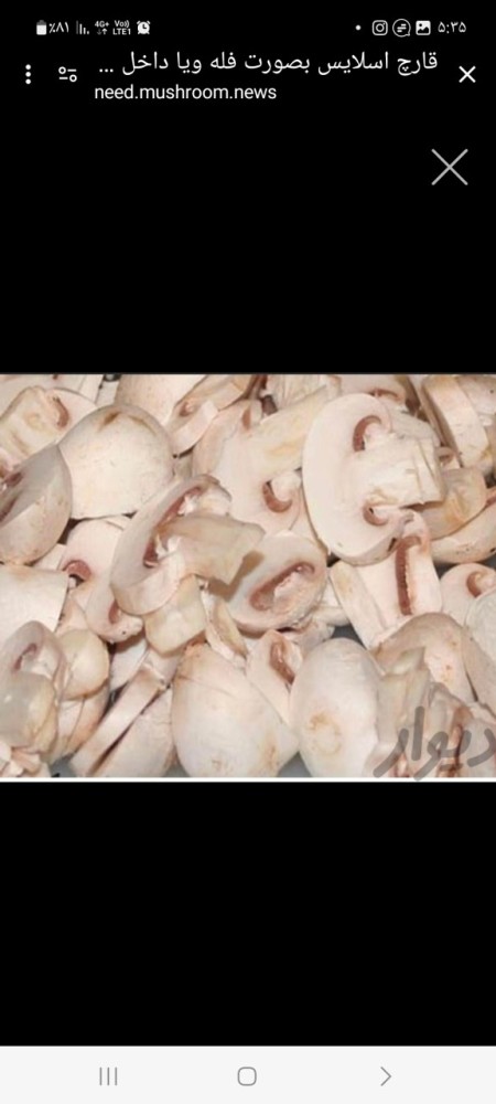 Shell and button mushrooms and slices