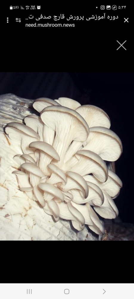 Shell and button mushrooms and slices