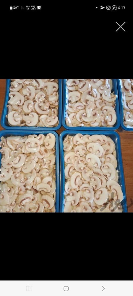 Shell and button mushrooms and slices