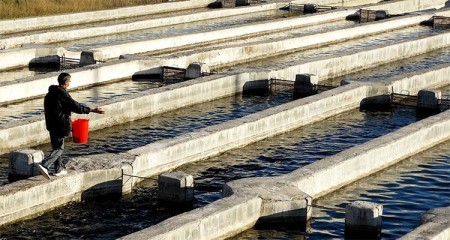 Geomembrane ponds for agriculture and fish breeding