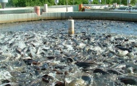 Geomembrane ponds for agriculture and fish breeding