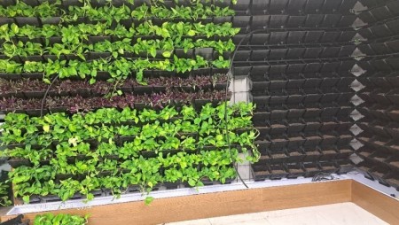 Natural and artificial green wall