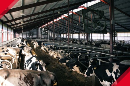 Steel structure / shed cattle breeding