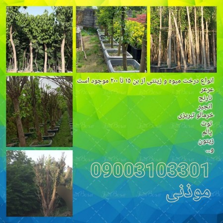 Tree saplings of bin 15 and bin 20 of the Tehran Article 7 Commission