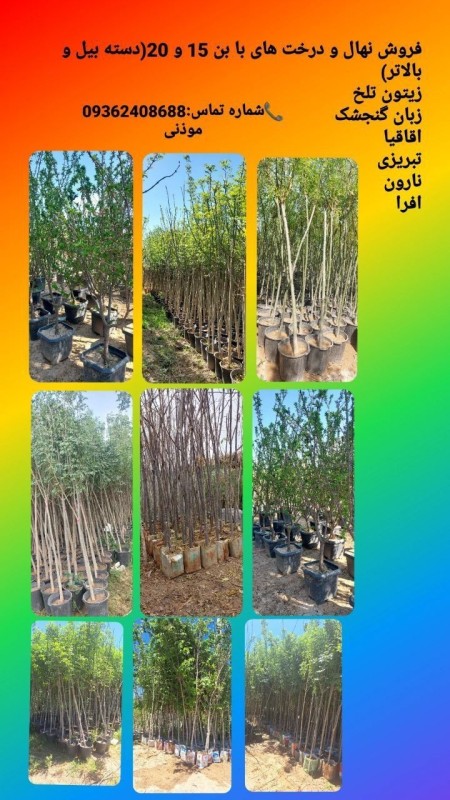 Tree saplings of bin 15 and bin 20 of the Tehran Article 7 Commission