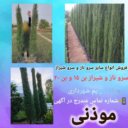 فروش نهال سرو شیراز بن ١۵ دسته بیلی ویژه جریمه
