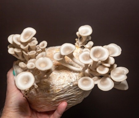 Sale of button oyster mushroom seeds of Fars Province