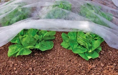 پوشش گیاهی ضد یخ زدگی کشاورزی