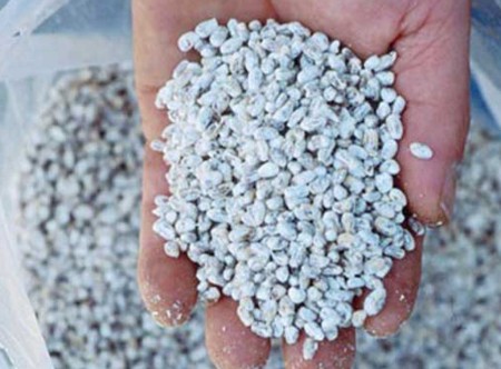 Buy oyster mushroom seeds / button mushroom seeds wholesale price