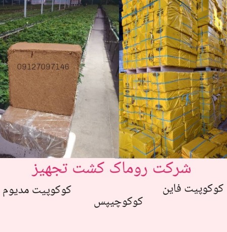 Selling Indian coconut