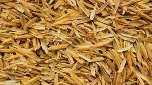 rice bran