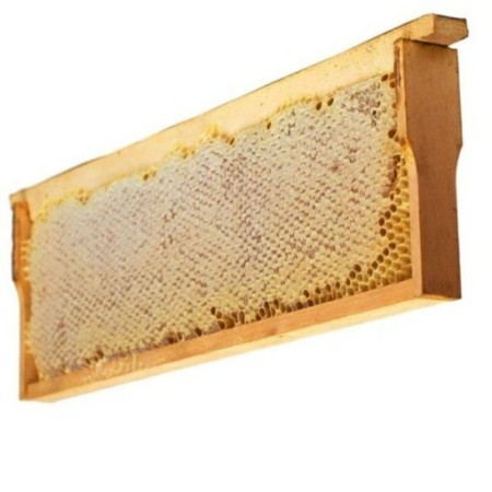 Sale of Organic Honey Spring Orange harvested from Mazandaran Babylon