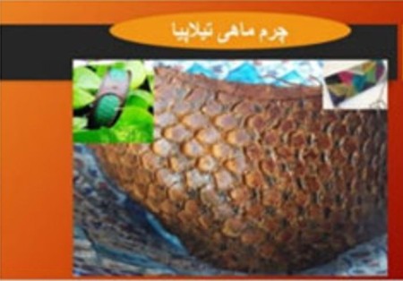 Tilapia and seabass fish leather