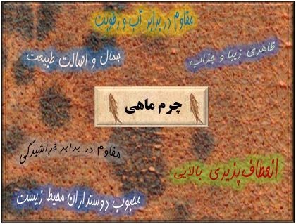 Tilapia and seabass fish leather