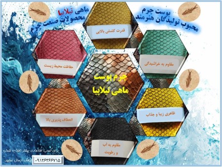 Tilapia and seabass fish leather