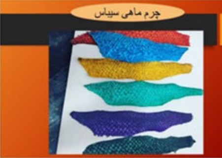 Tilapia and seabass fish leather